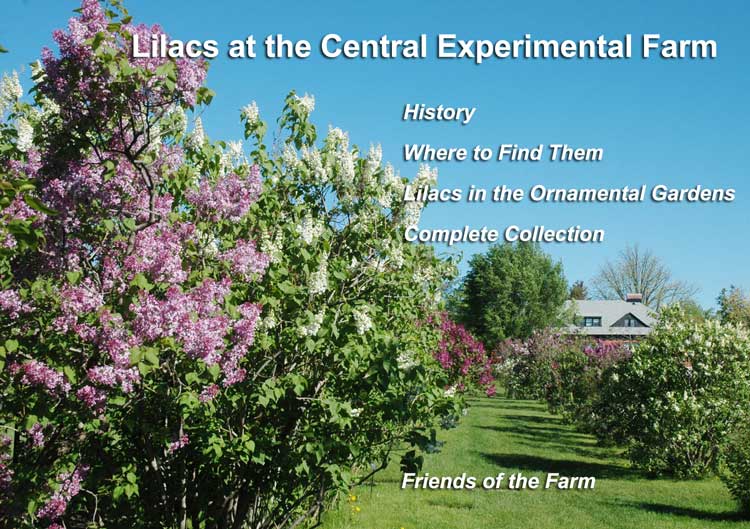 Lilacs at the CEF